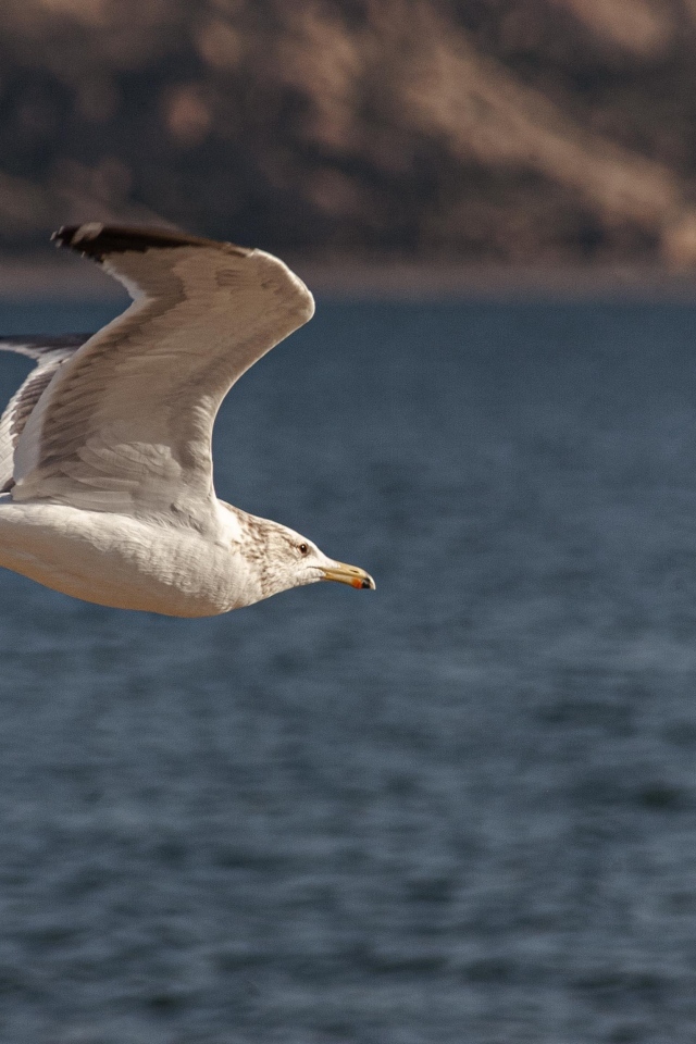 Большая белая чайка летит над морем