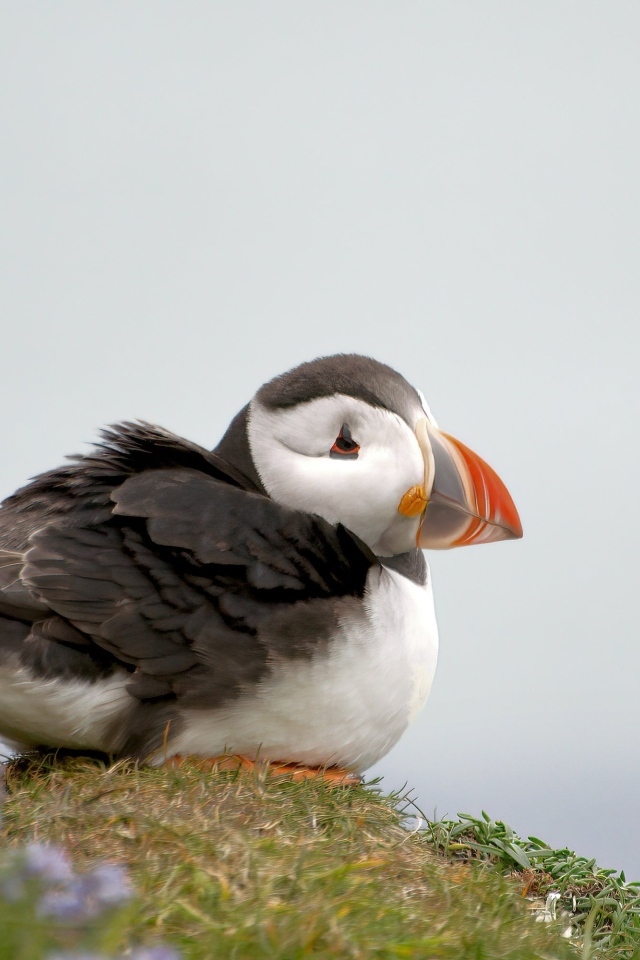 Маленький тупик сидит на холме 
