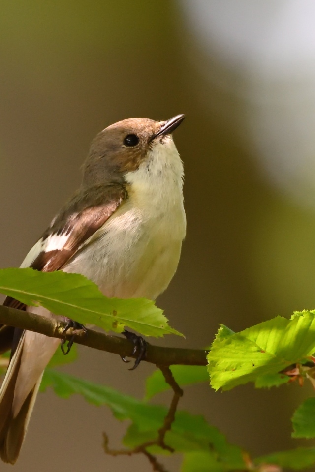 Маленькая птичка сидит на ветке с зелеными листьями