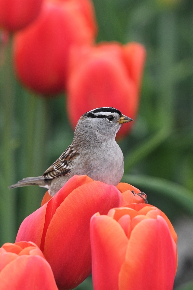 Маленькая птица сидит на красном тюльпане