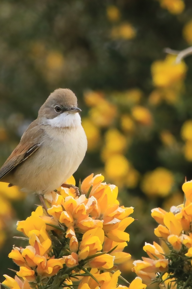 Маленькая серая птичка сидит на ветке с желтыми цветами