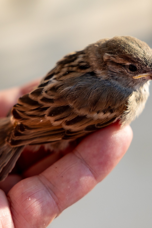 Маленький серый воробей сидит на ладони 