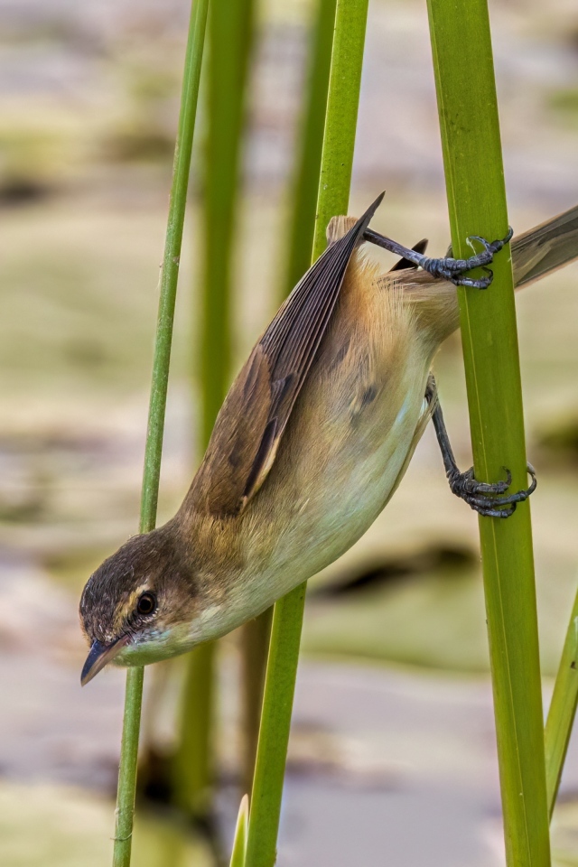 Маленькая птица иволга висит на зеленых камышах