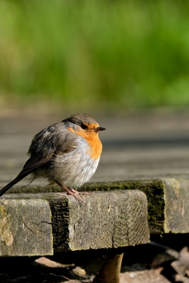 Маленькая нахохлившаяся птица сидит на мосту
