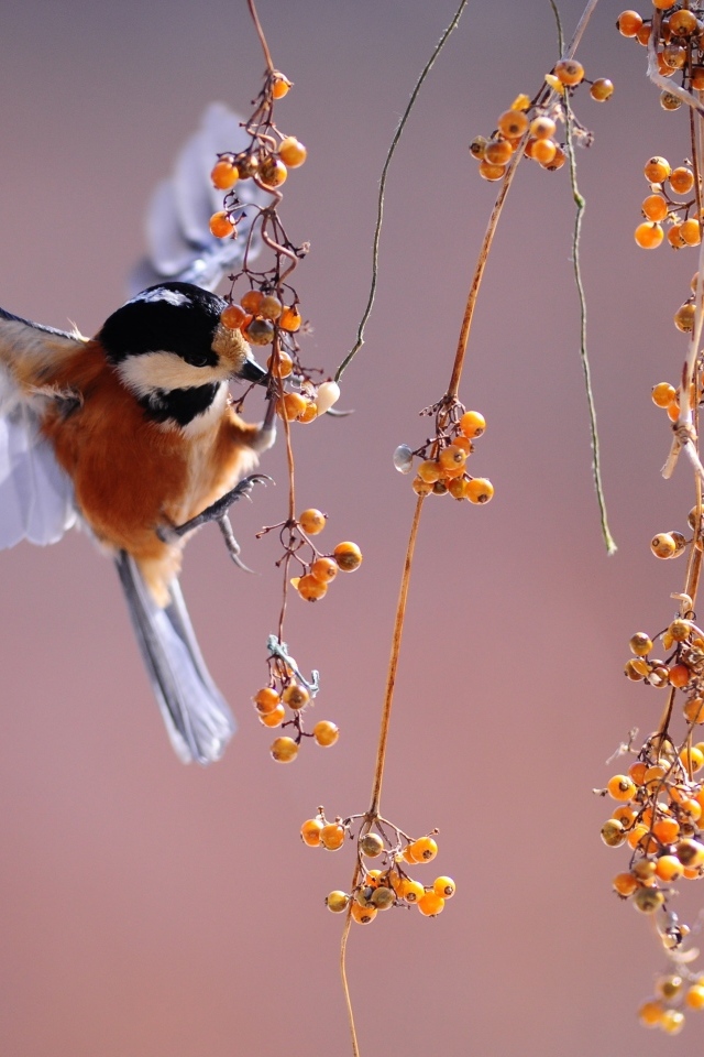 Синица срывает ягоды с ветки на лету