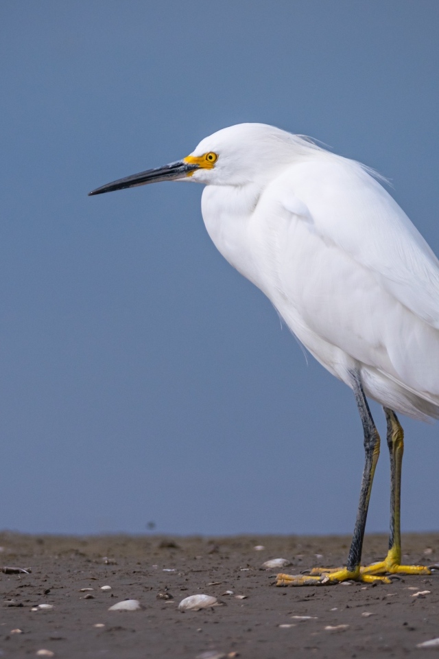 Белая цапля с острым клювом стоит на песке