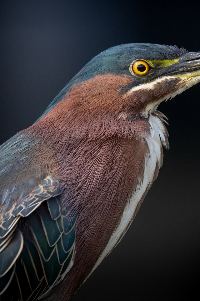 Американская зеленая кваква крупным планом