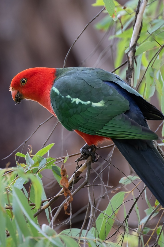 Австралийский королевский попугай на ветке дерева