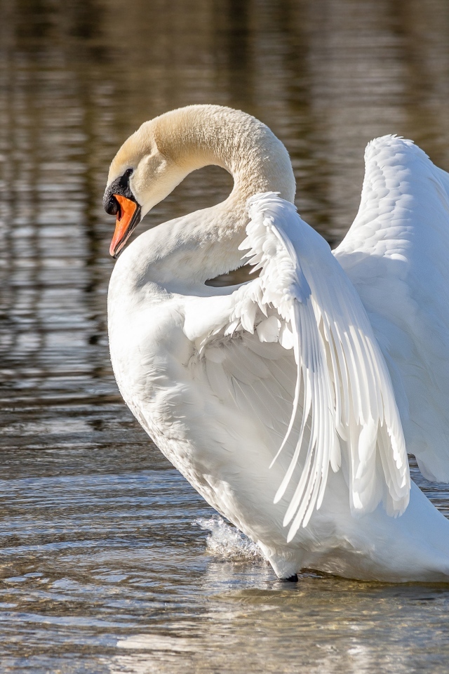 Красивый большой белый лебедь расправил крылья в воде