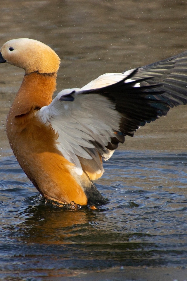 Красивый коричневый гусь в воде