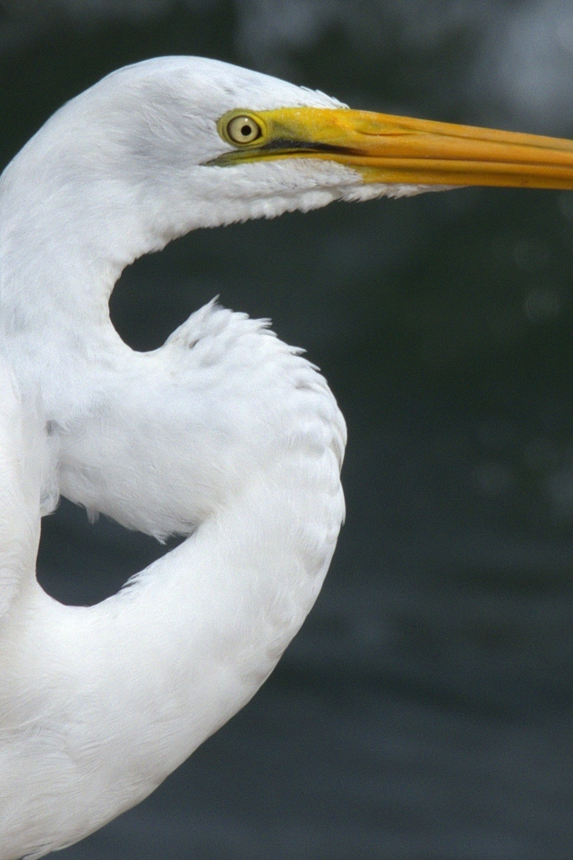 Красивая белая цапля с длинным острым клювом