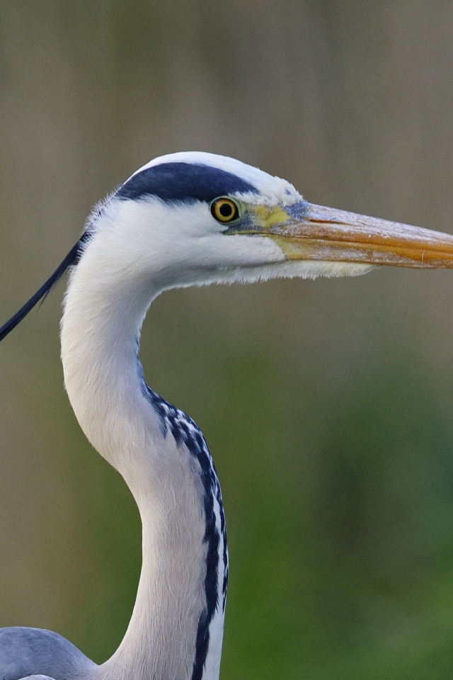 Красивая цапля с острым клювом