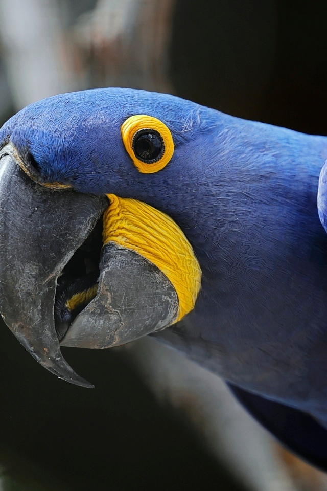 Красивый гиацинтовый ара крупным планом