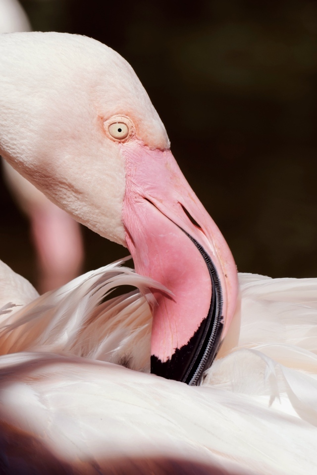 Красивый розовый фламинго крупным планом
