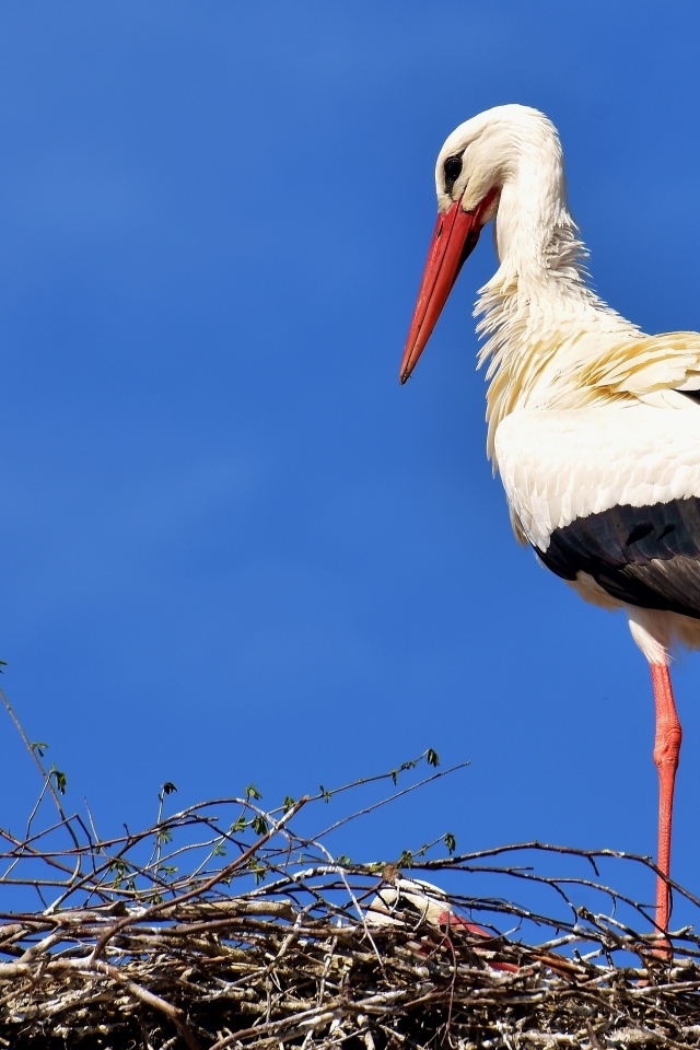 Красивый аист в гнезде на голубом фоне