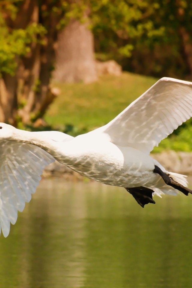 Красивый белый лебедь летит над водой