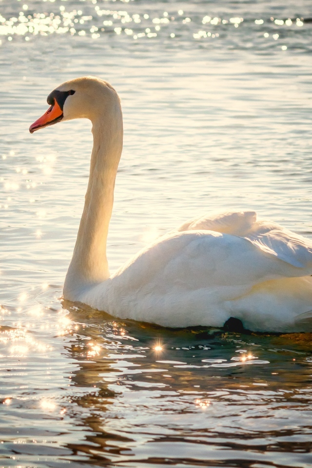Красивый белый лебедь в лучах солнца в пруду