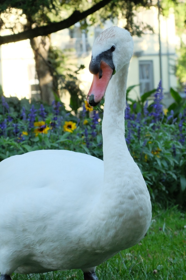 Красивый белый лебедь на фоне цветов
