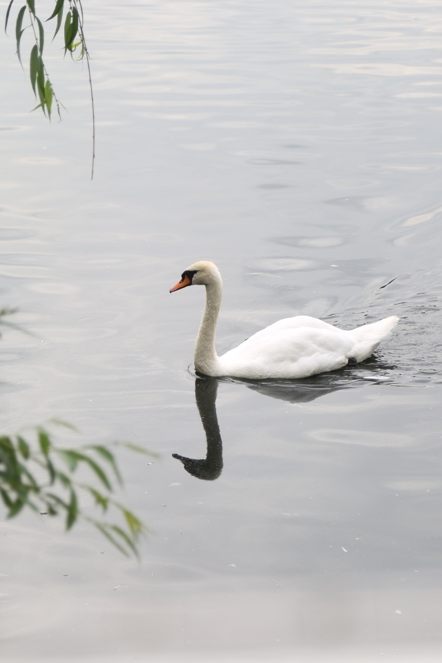 Красивый белый лебедь плавает в воде