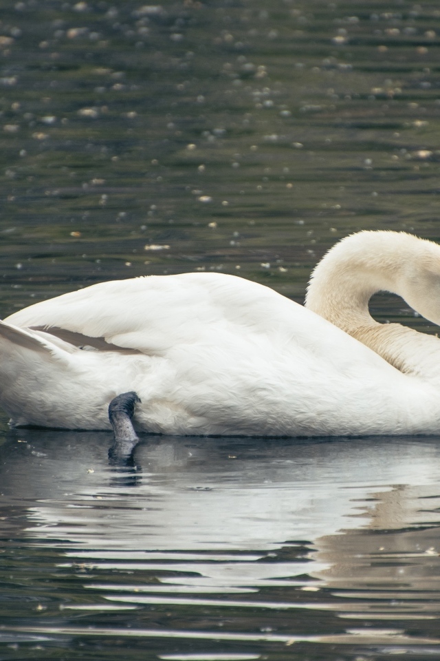 Красивый белый лебедь плавает в воде