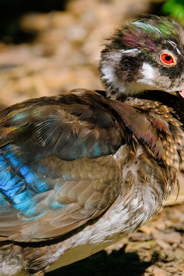 Красивая дикая утка 