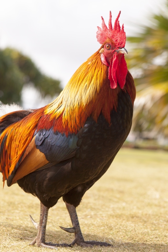 Большой красивый домашний петух