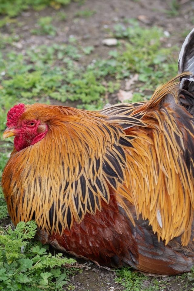 Большой красивый домашний петух