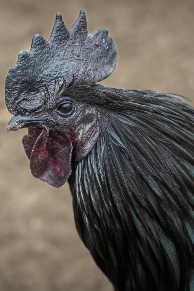 Большой черный домашний петух 