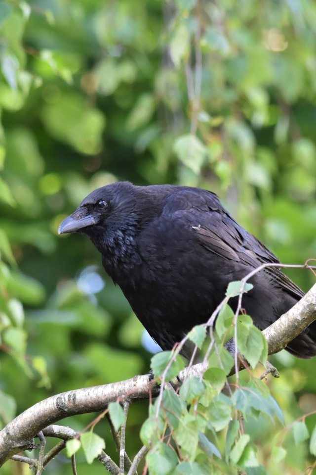 Большой черный ворон сидит на ветке