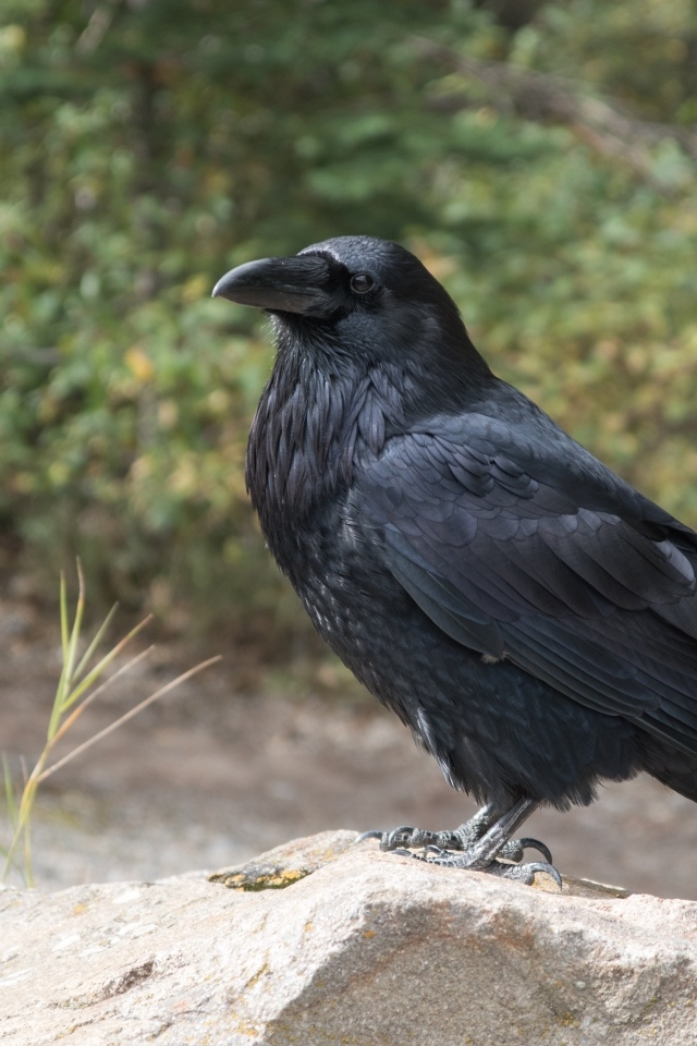 Большой черный ворон стоит на камне