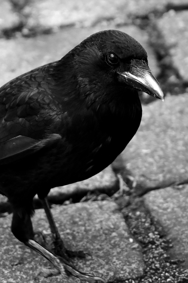 Большой черный ворон стоит на дороге