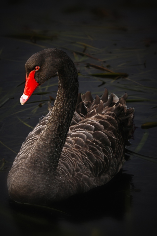 Большой черный лебедь с красным клювом