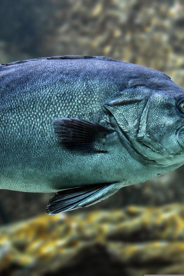 Большая синяя рыба в воде