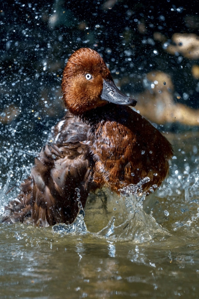Большая коричневая утка купается в воде