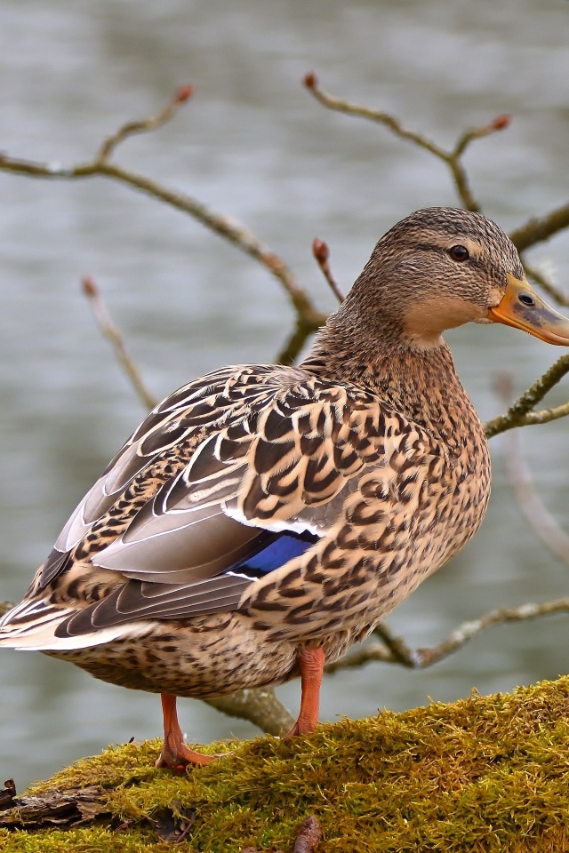 Большая серая утка у воды