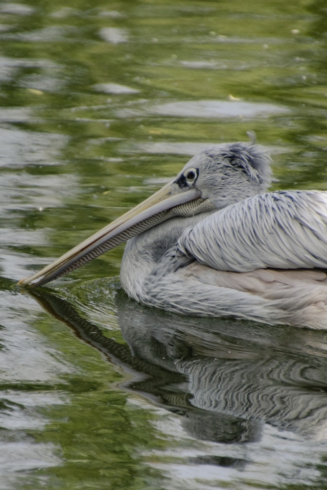 Большой серый пеликан в воде