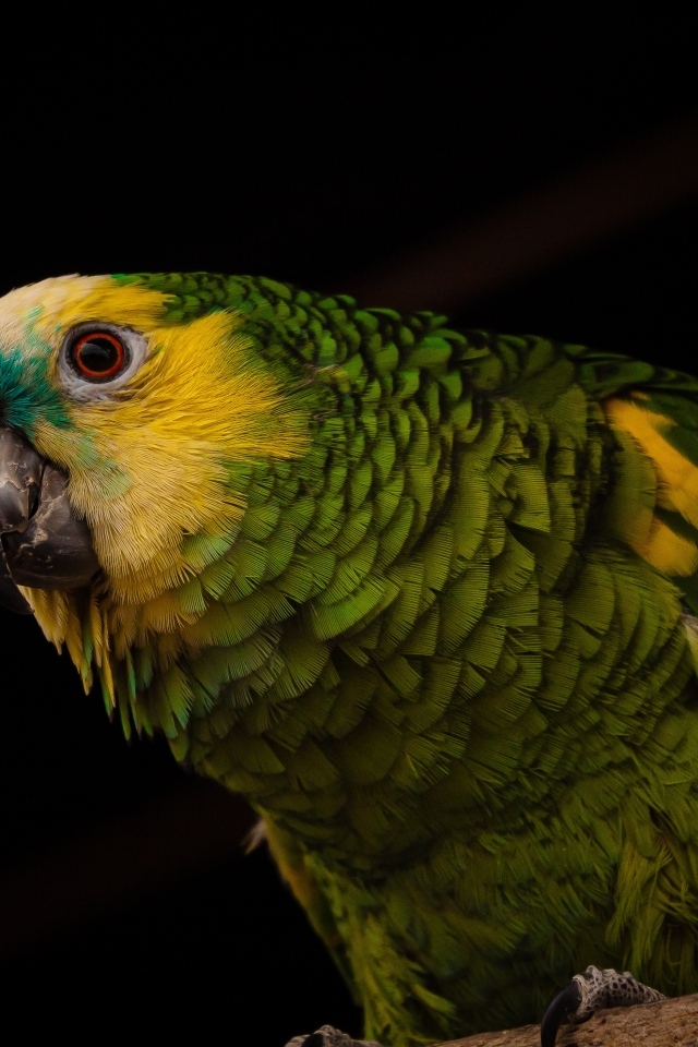 Большой зеленый попугай на черном фоне