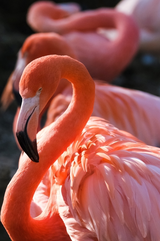 Большой розовый фламинго крупным планом