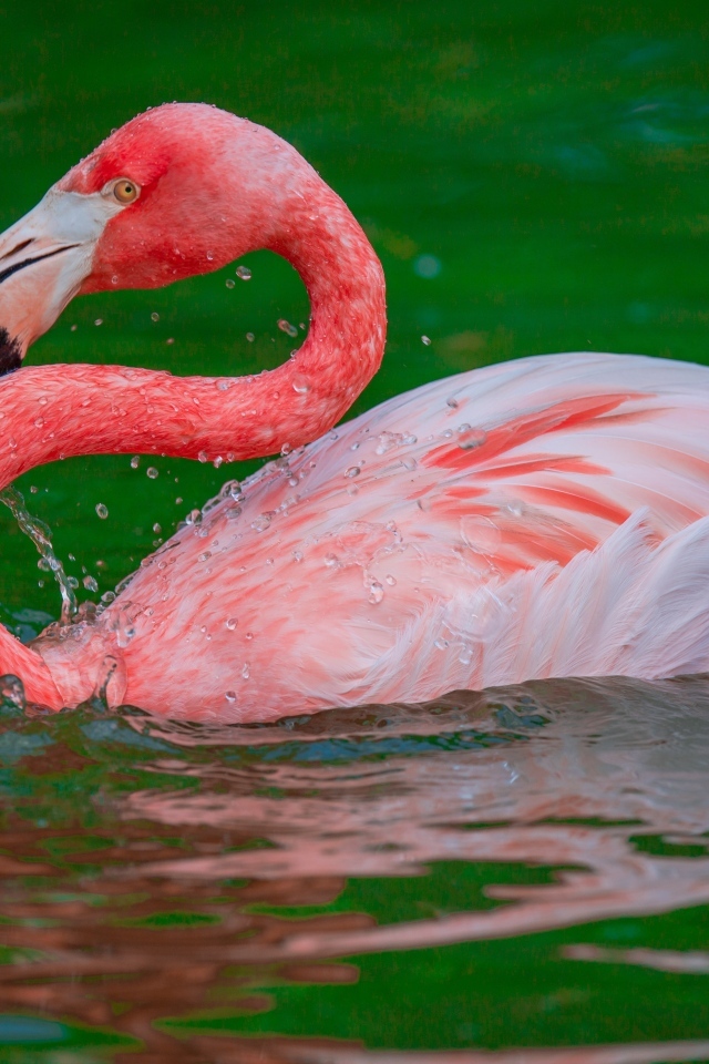 Большой розовый фламинго плавает в воде 