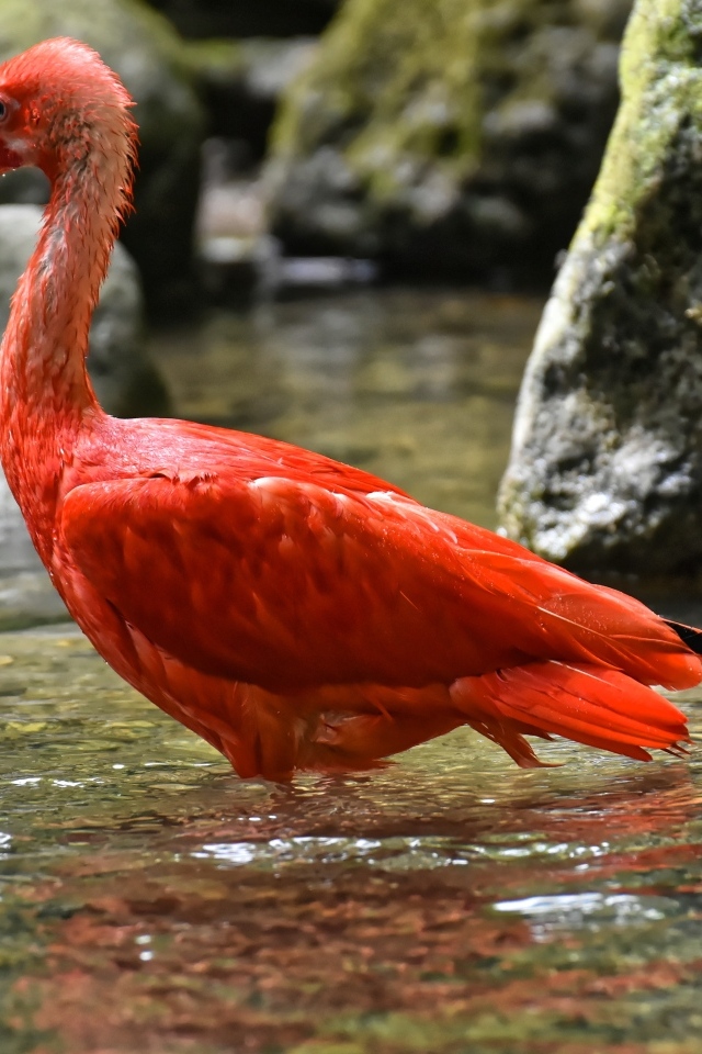 Большой красный ибис в воде