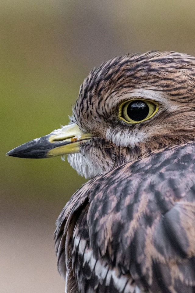 Птица с острым коротким клювом