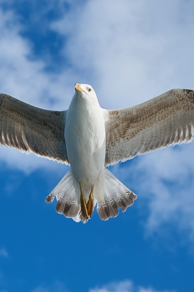 Большая чайка летит в голубом небе