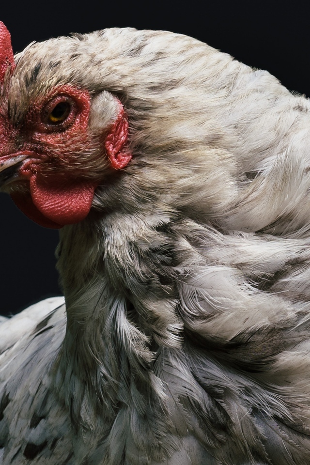 Большая белая курица на черном фоне