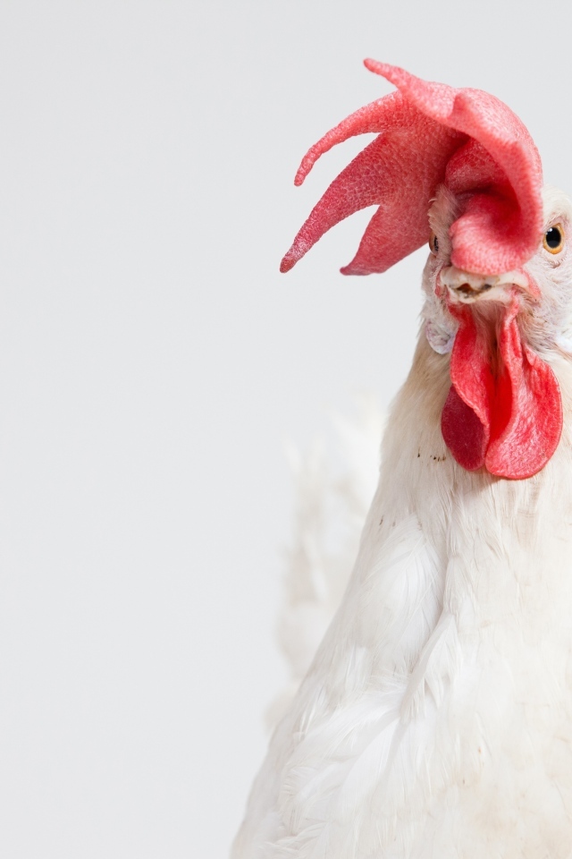 Большой белый петух с красным гребнем
