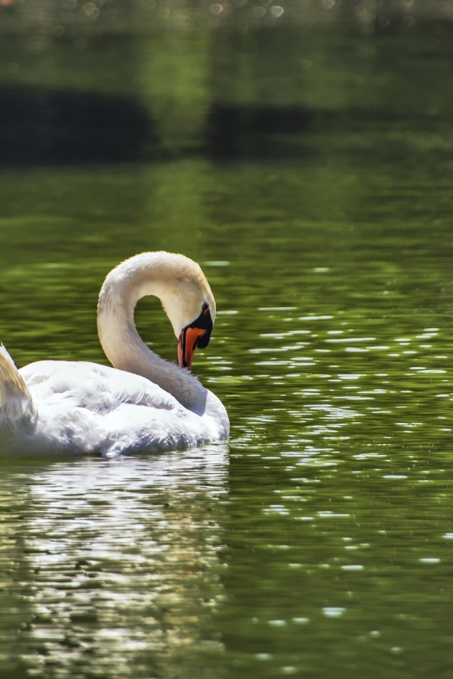 Большой белый лебедь плавает в пруду