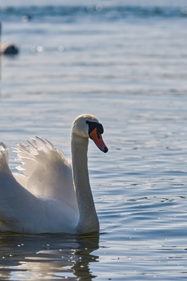 Большой белый лебедь плавает в воде