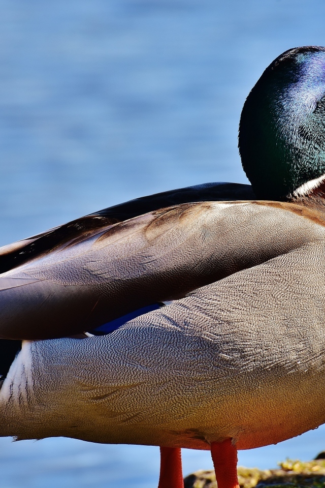 Большой дикий селезень у пруда