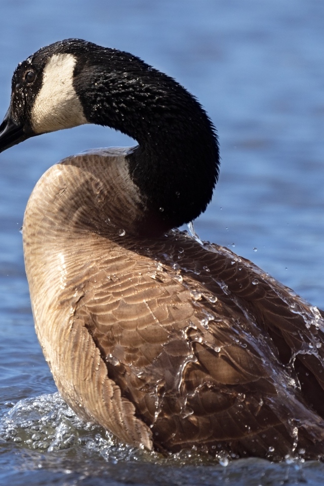 Большой дикий гусь купается в озере
