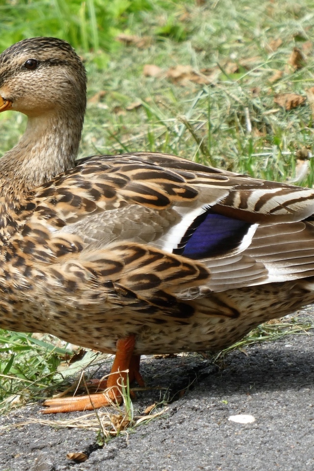 Большая дикая серая утка у травы