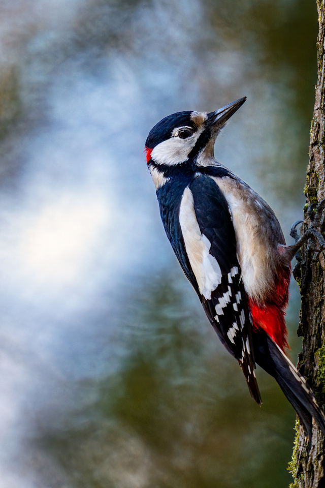 Большой дятел сидит на дереве
